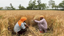 موسم أليم لمزارعي القمح في الهند 