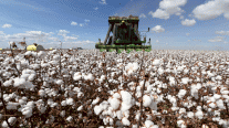 زراعة القطن المصنّف 