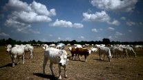 موجة الجفاف مسؤولة عن نفوق عشرات البقر في إيطاليا