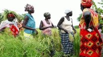 أفريقيا تكافح لوقف اعتمادها على الأرز الهندي