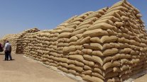 روسيا تمد مصر بنحو 63 ألف طن من القمح