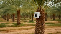 ذكاء اصطناعي يراقب مزارع النخيل… وينقذها قبل فوات الأوان