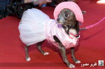 ملك وملكة جمال الكلاب للمرّة الأولى في لبنان