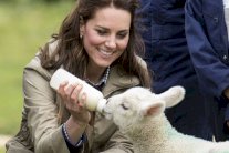 كيت ميدلتون تُطعِم 