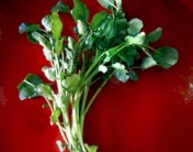 حساء البقلة الصيفي مع الجبن والخبز والجرجير