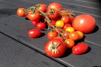  هذا كل شئ عن الطماطم وأنواعها