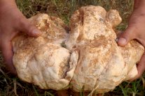 الكمأة الإيطالية: نكهة مميزة ورائحة زكية