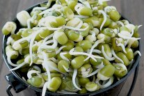 براعم الفاصولياء بخطواتٍ بسيطة