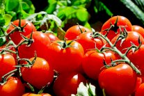 خمسة أسباب تؤكد أهمية أكل الطماطم باستمرار