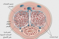 أجوبة دكتور إيلاف 140