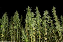 المغرب يبحث تشريع استخدام القنب طبيا