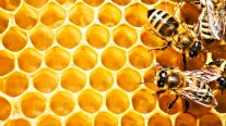تطوير خلايا نحل بالأماكن الحضرية لإنتاج عسل بالمنزل
