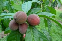 توت بري في أستراليا يشفي من السرطان في غضون ساعات