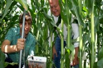 نبتة سيلفي بديل الذرة البيئي لإنتاج زيت الوقود