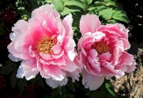 تناول الزهور يساعد على الحد من خطر السرطان