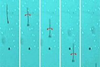 روبوتات مجهرية للاخصاب الخارجي والعلاج المركز