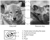 الكلاب أيضاً تتواصل مع بعضها البعض عبر الأعين