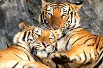 الصين تصنع النبيذ من عظام النمور سرًا