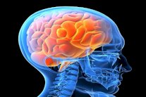 التواصل بين خلايا الدماغ يكشف عن شخصية الانسان