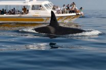 سلطنة عُمان تسعى الى مزيد من الاستثمارات السياحية