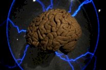 الدماغ هو المسؤول عن الكسل واللامبالاة