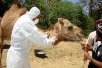 لقاح ضد فيروس كورونا يمثل