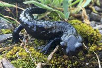 العثور على سلمندر عملاق في الصين 