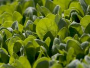 السبانخ تحمي من خطر الإصابة بإعتام عدسة العين