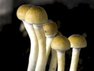 العقاقير المخدرة والفطر السحري لعلاج القلق والإدمان!