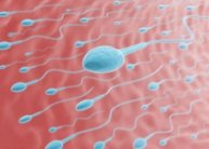 الغذاء الصحي عامل أساسي لانتاج حيامن متعافية