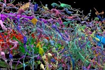  رحلة داخل خلايا الدماغ 