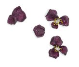 مجوهرات سيندي تشاو من الياقوت