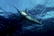 بريطانيا تقيم محمية بحرية في مياه أسينشن لاند بالمحيط الأطلسي 