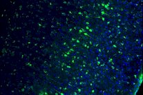 إصلاح الجينات المعطوبة عبر تبديل الحمض النووي