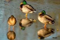 فرنسا ترفع مستوى خطر إنفلونزا الطيور إلى 