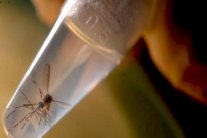 علاقة جديدة بين فيروس زيكا وصغر حجم الرأس لدى الأطفال