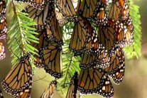 تزايد أعداد الفراشات الملكية في المكسيك ثلاثة أضعاف