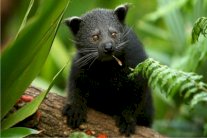 مخاوف من استخدام فيسبوك لبيع الحيوانات المهددة بالانقراض