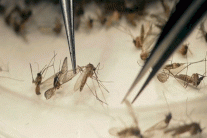 انتقال زيكا عبر الاتصال الجنسي 