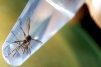 زيكا يظهر في بنما