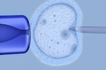 ازدياد النساء اللواتي يجمّدن بويضاتهن للإنجاب لاحقًا