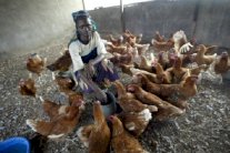 بيل غيتس: الدجاج أفضل من الكمبيوتر للخروج من الفقر