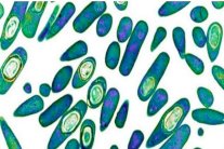 استخلاص مضاد حيوي من بكتيريا في أنف الإنسان