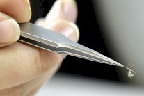 إصابات بفيروس زيكا