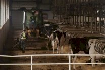 مزارع الأبقار الضخمة في الصين تلوث البيئة