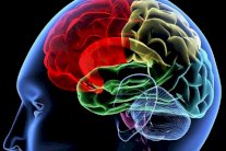 الدماغ لا يتذكر التفاصيل إلا مع بلوغ المراهقة