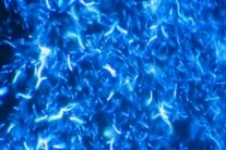 الرجال الأفارقة هم الأكثر خصوبة في العالم