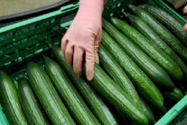 دراسة: «الخيار» لعلاج الزهايمر