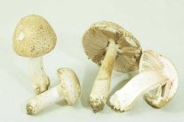 الفطر يحارب الشيخوخة... فأكثروا منه!