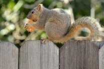 سر الوقاية من تلف خلايا الدماغ عند السنجاب!